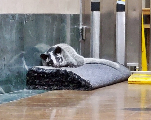 果子狸伏在一地氈上休息。