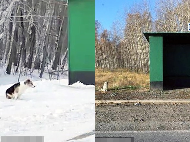 一隻小狗被狠心主人遺棄在西伯利亞一個巴士站半年,一直不願離去。網圖