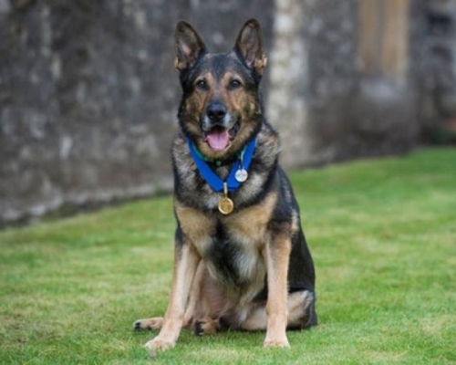 警犬芬恩(Finn)獲頒最高榮譽金勳章(PDSA gold medal),以表揚其英勇護主行為。