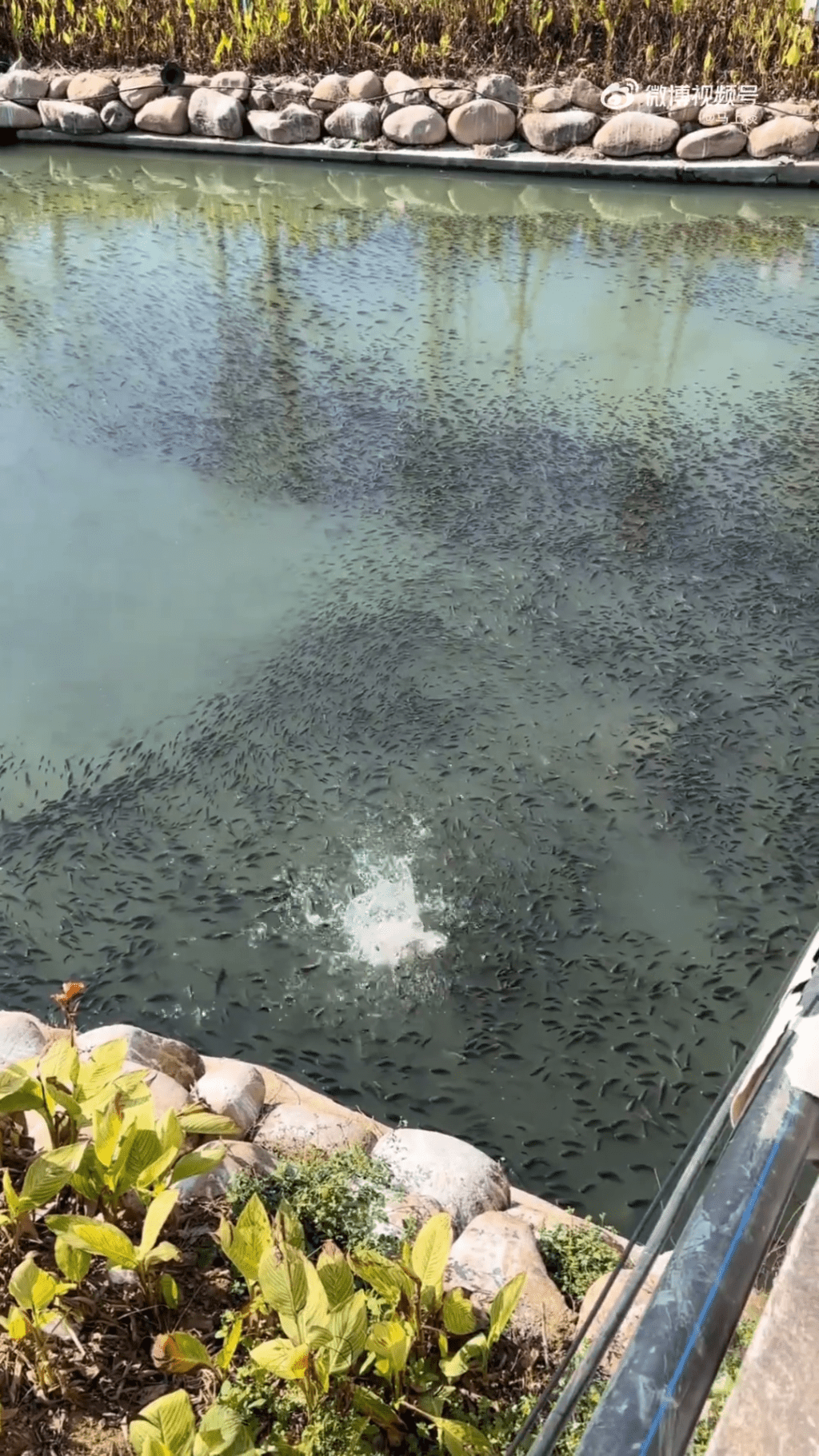 影片拍攝者表示，自己兒子拿了一塊石頭扔下去，砸死了四條魚。
