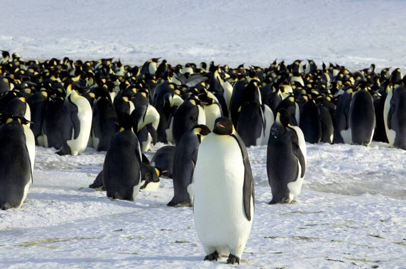 南極洲有數十萬隻企鵝棲息。路透社