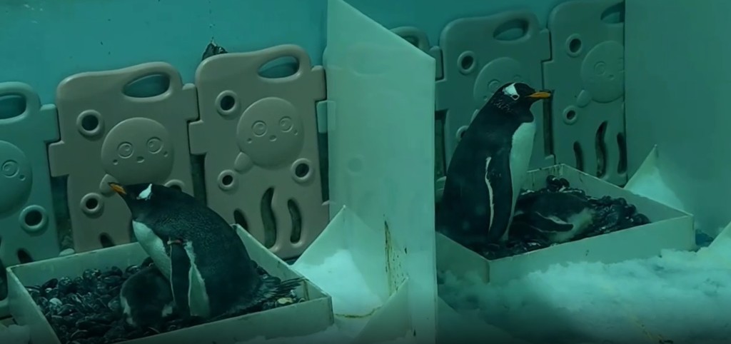 工作人員每天會為企鵝生活區域清潔與消毒。網圖