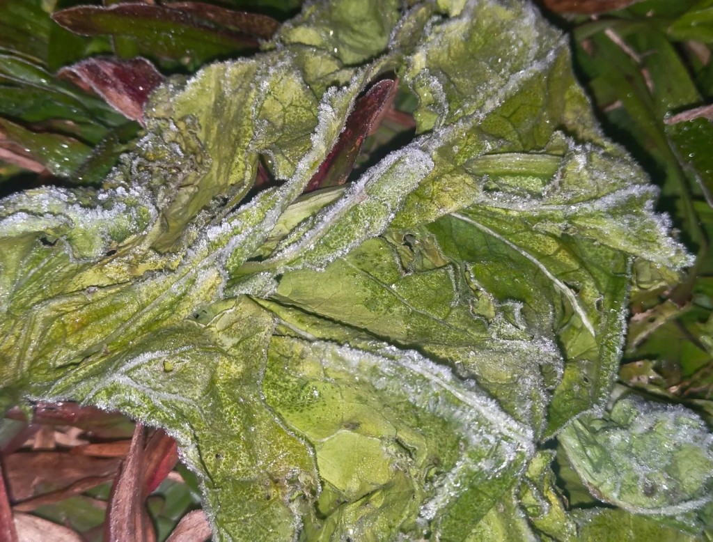 攝：Kwok Yee Shan / 2026年1月8日 / 粉嶺丹竹坑。@天文台FB圖片