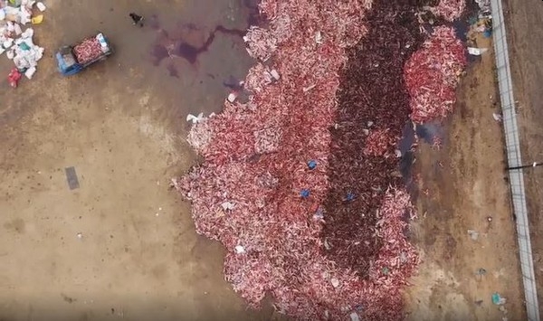 一堆尸体,成千上万的动物就好像垃圾般被丢弃。(网图)