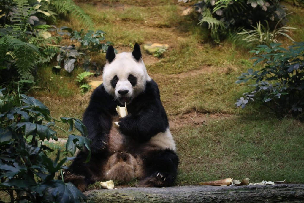 安安為在人類照顧下全球最長壽的雄性大熊貓。（海洋公園圖片）