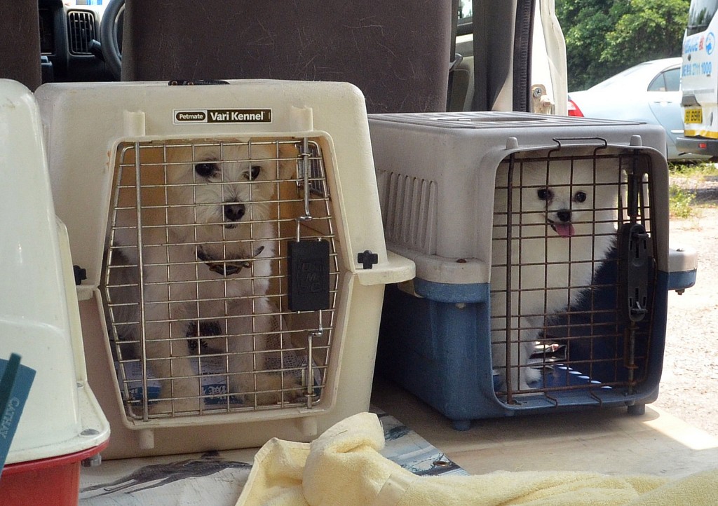 去年８月，警方在寵物店救出一批擬走私到內地的狗隻。（資料圖片）