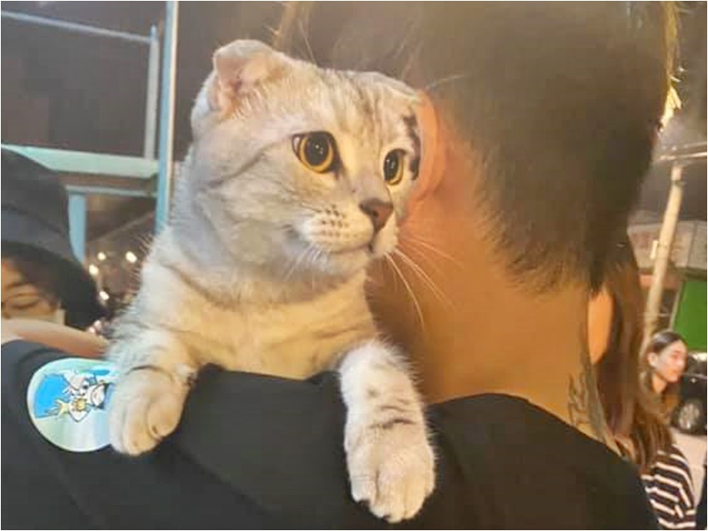 有份救援的鄭先生透露貓咪現時已由動物保護處照顧。FB群組「貓咪也瘋狂俱樂部」圖片