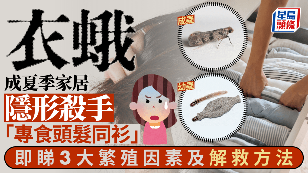 衣蛾成夏季家居隱形殺手 「專食頭髮同衫」 即睇3大繁殖因素及解救方法