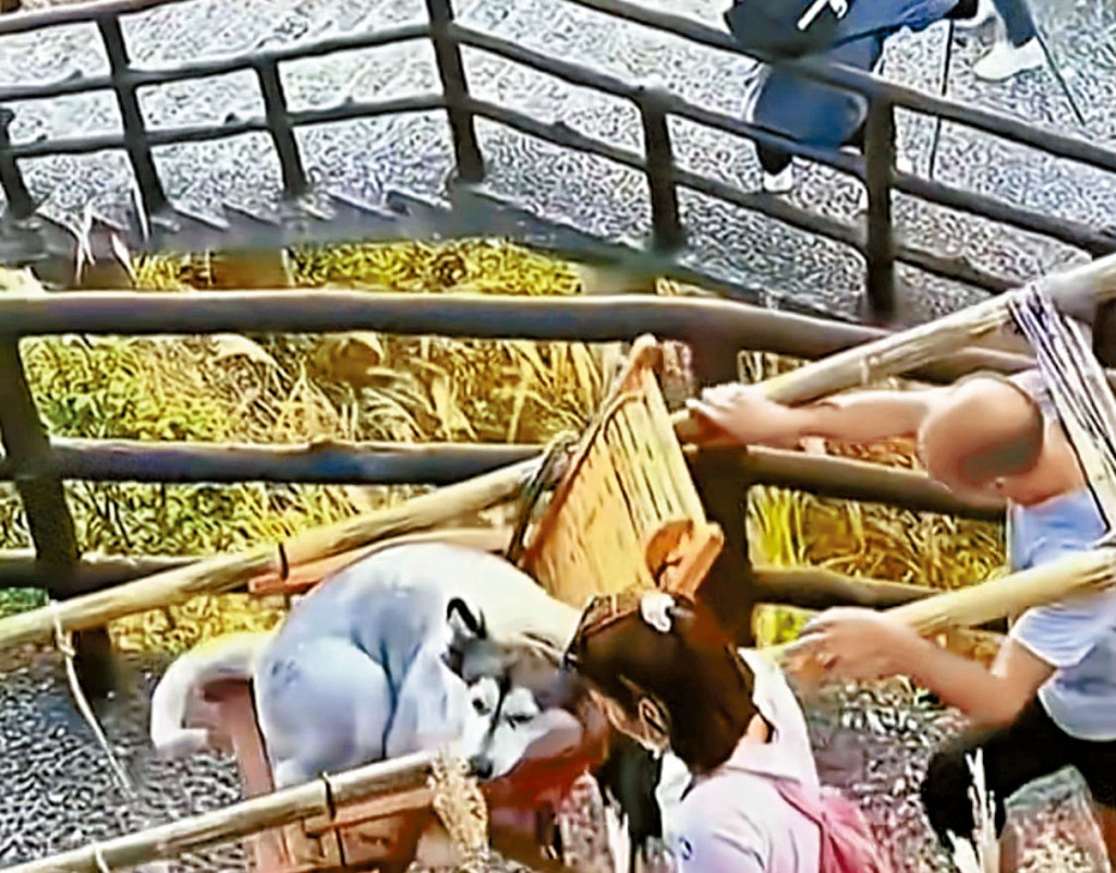 女子僱轎夫抬狗上山惹議。