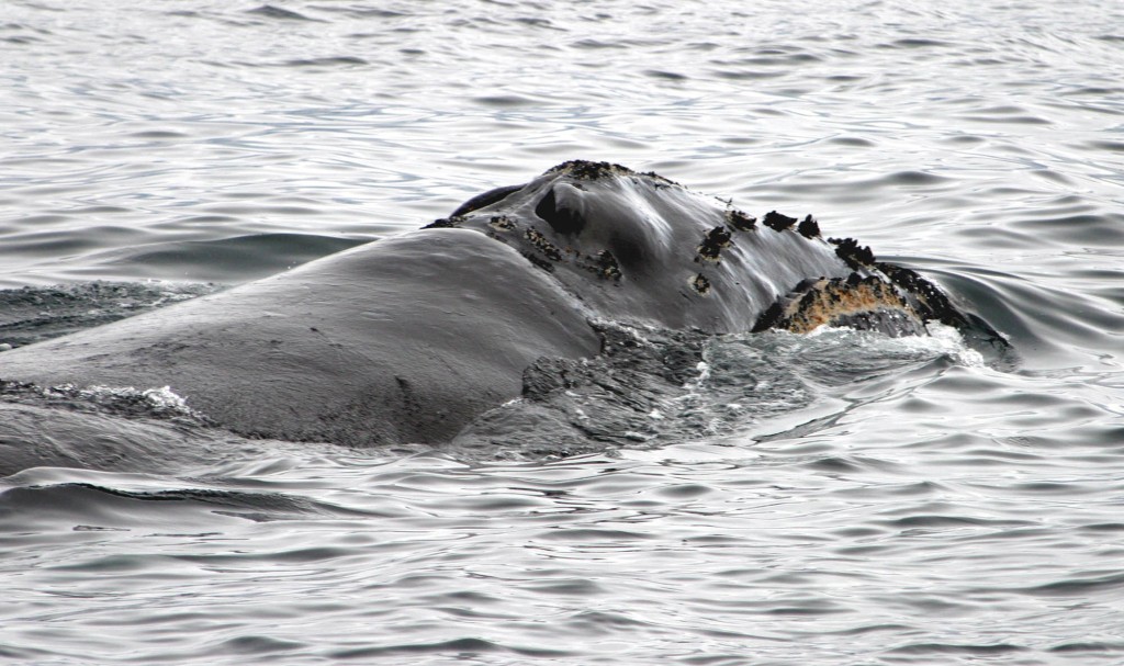 北太平洋露脊鯨因商業捕鯨而數目大減。（美聯社資料圖片）