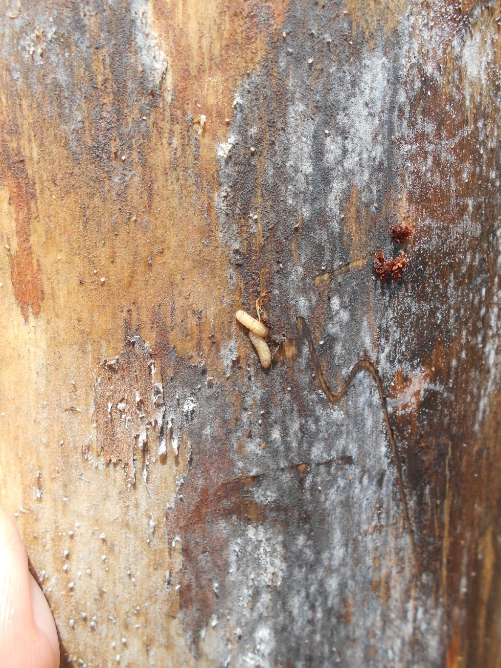 枯萎松树树身有树皮甲虫幼虫。政府新闻处图片