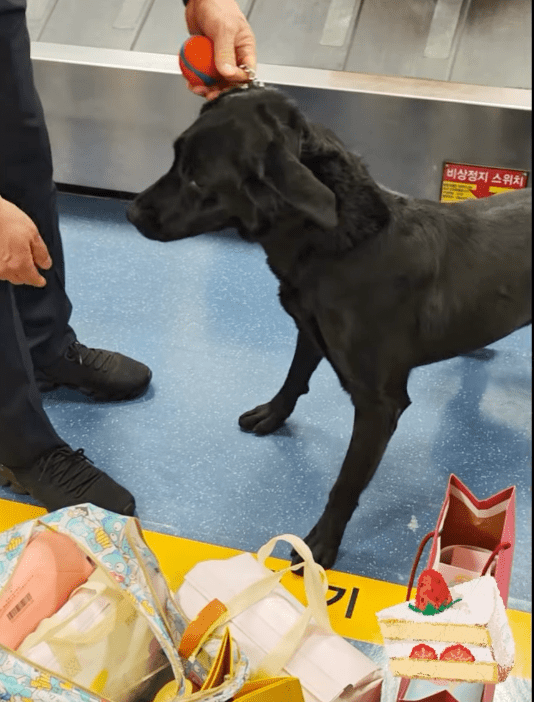 有部分爱犬网民心痛狗狗被领犬员拍打嘴巴，留言提醒“罚抱抱就好”。