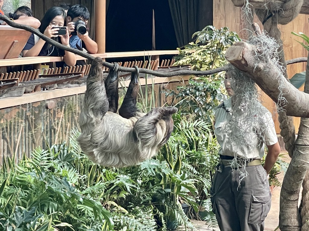 每日下午3时都会举行的「与树懒会面」环节。