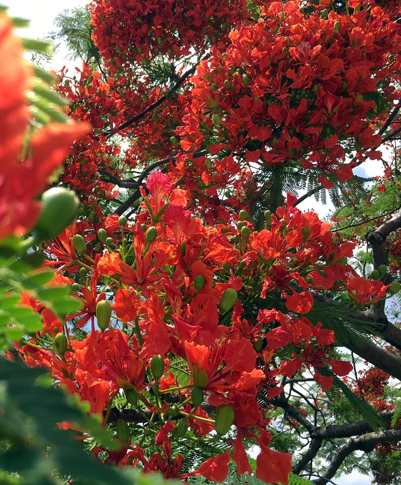 鳳凰木盛放時成棵樹都會開滿紅色花。