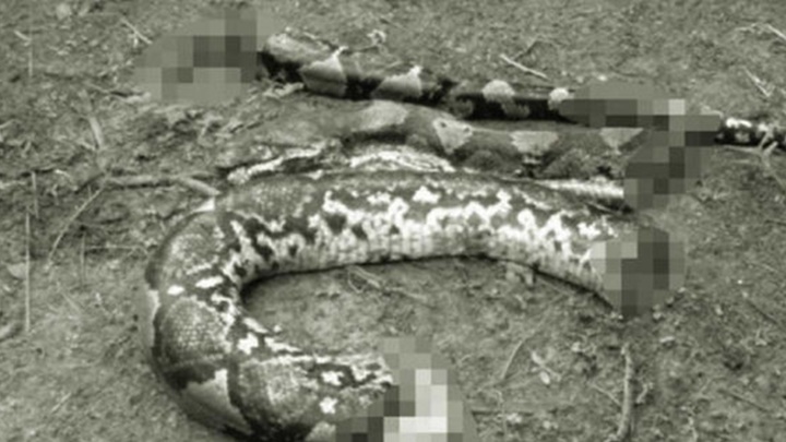 村民将蛇杀死并割开，发现了洁赫拉的违体。网上图片