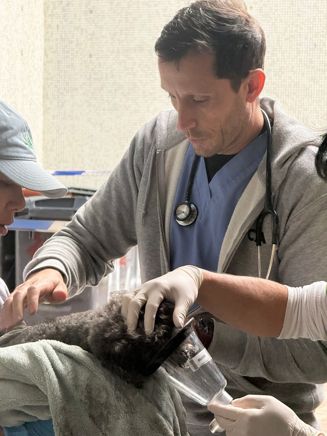 獸醫檢查救出的動物。香港愛護動物協會提供
