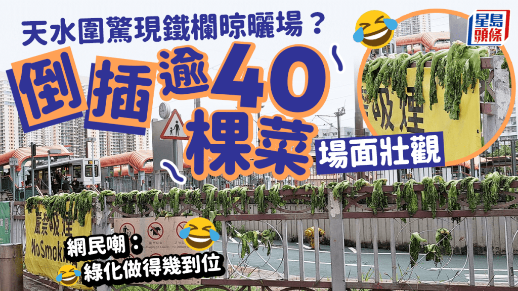 天水围「严禁晾晒」铁栏上晒逾40棵菜 场面壮观 网民嘲：绿化城市