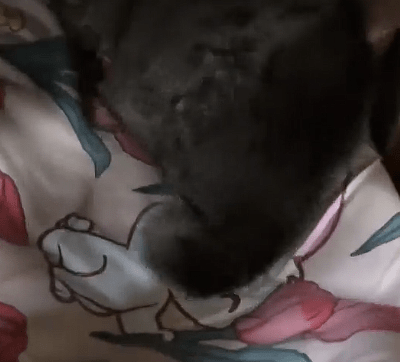 貓被放在櫃子裡。共富財經