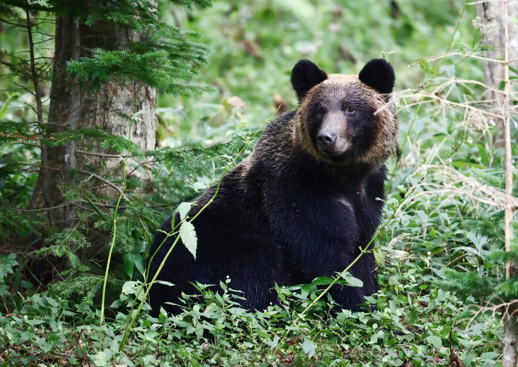 福島縣近期接獲熊隻頻繁通報。法新社