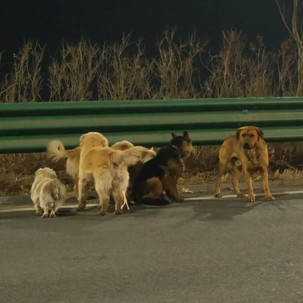 同村7犬成功逃生，结伴步行17公里回家。抖音＠冯伟