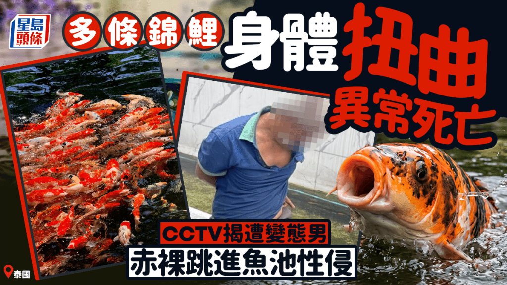 性侵锦鲤︱泰国变态男夜闯民宅施恶行  称怕痛避开带刺鱼