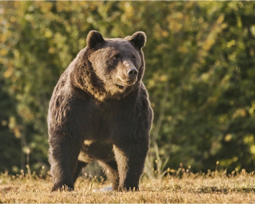 列支敦士登親王被指射殺歐洲體型最大的野生棕熊。AP資料圖片