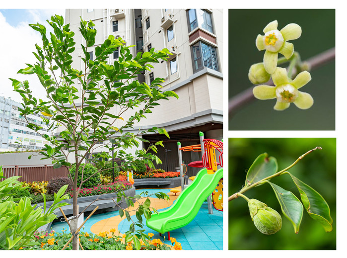 煥然懿居的平台花園,栽植了兩棵沉香樹,其中一棵早前已開花結果。摯誠.志成(網誌)