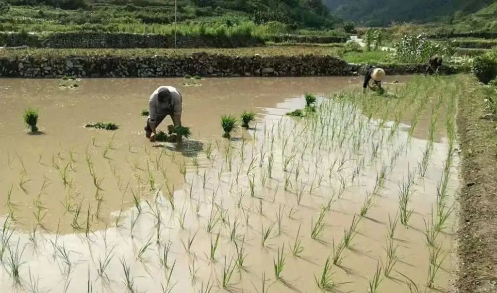 農管要求耕田只能種糧食。