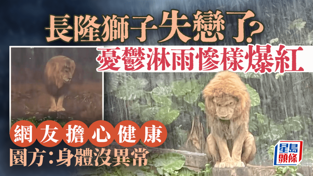 廣州長隆淋雨獅子「失戀照」在網上瘋傳。