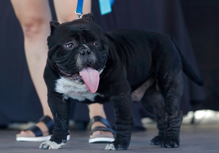 牛頭犬Meatloaf