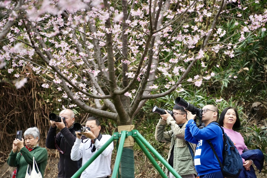 攝影愛好者帶相機到櫻花園拍攝。蘇正謙攝