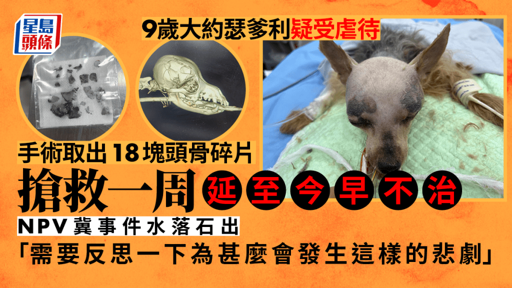 9歲大約瑟爹利疑受虐待 搶救一周後延至今早不治