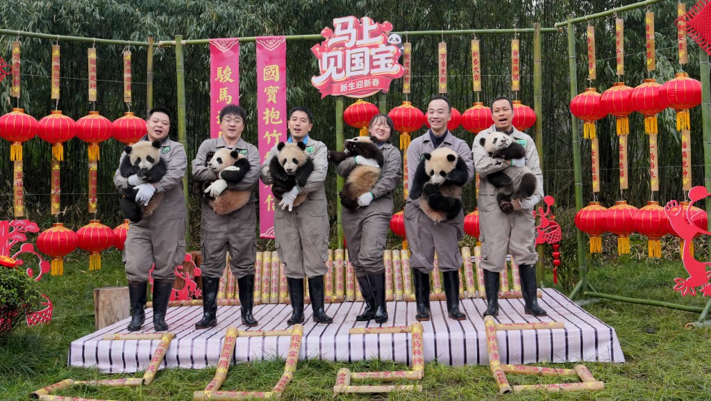 大熊貓國家保護研究中心近日舉辦「馬上見國寶」新春主題活動。 中新社