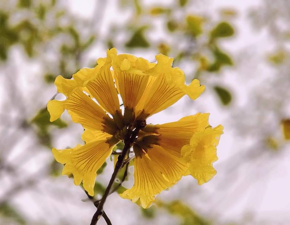 春日香港街头巷尾皆见黄花风铃木花影。图片授权Helen Li
