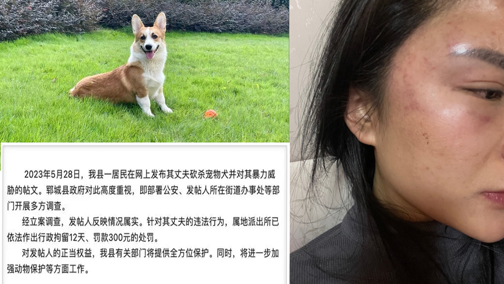 狠男斬殺柯基威脅妻子,新婚第四日即遭家暴,官方通報男方被行拘12天。