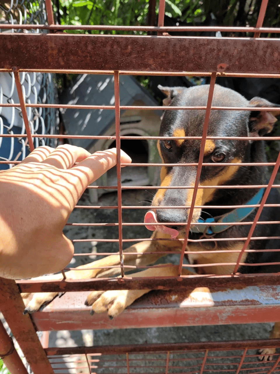 被棄養老唐狗獲義工轉介救狗組織擬下周接走。(香港動物報圖片)