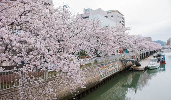 高智縣的櫻花。　travelrich.com