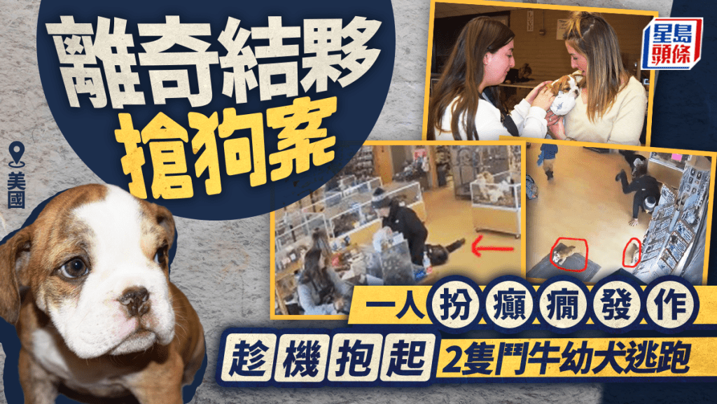 鬥牛㹴｜三賊怪招偷幼犬 一人扮癲癇分散店員注意