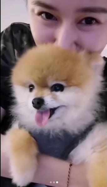 呢隻就係黃翠如嘅狗狗小六。