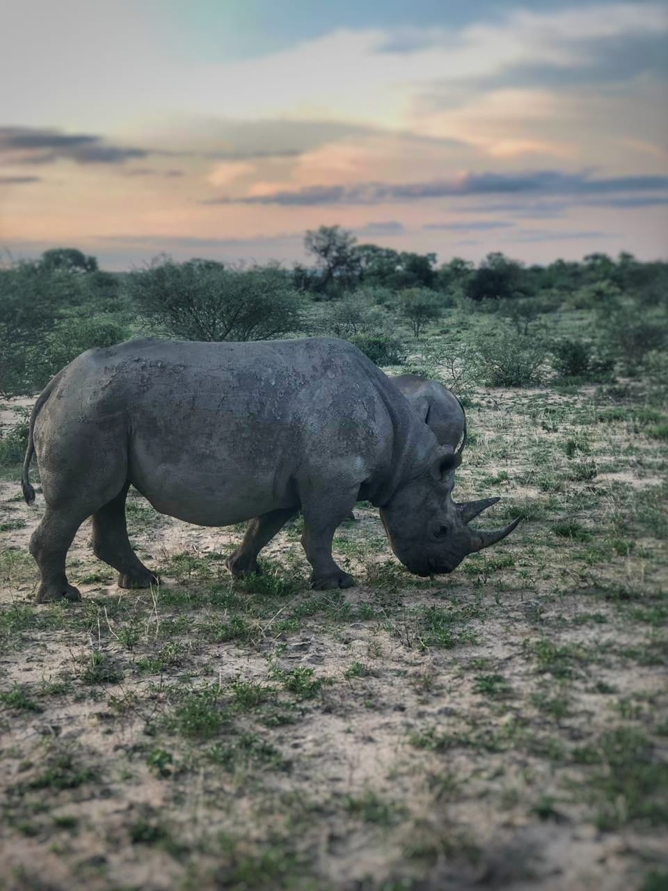 克魯格公園裡的野生動物。（X@krugerparktour）