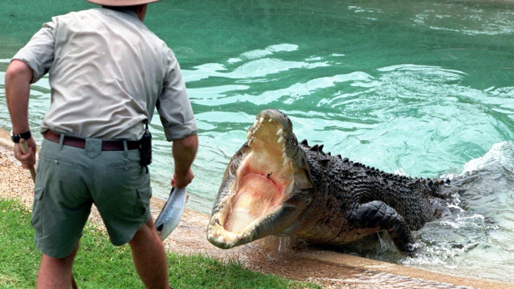 鹹水鱷魚撲出水面向飼養員討魚吃。 美聯社