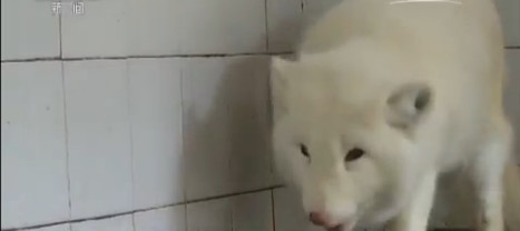 樣子萌萌的白狐,被以為是大型犬。