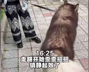 王女士協助安樂死「托普」惹起爭議。