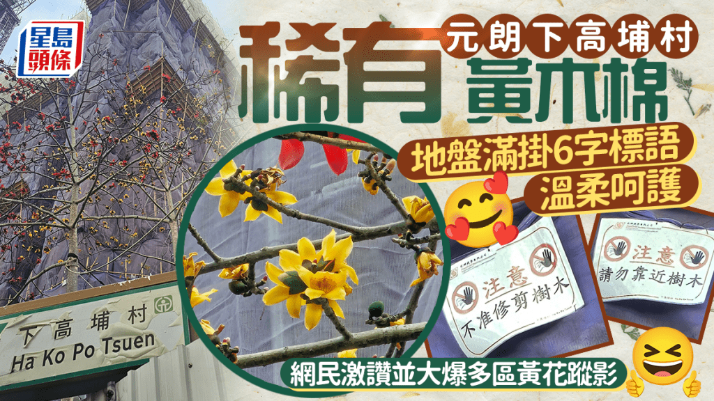 英雄披上黃金甲 元朗地盤滿掛6字標語呵護黃木棉 網民激讚並大爆多區黃花蹤影｜Juicy叮