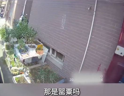 河南3名小學生發現有人在路邊種植罌粟。中新社