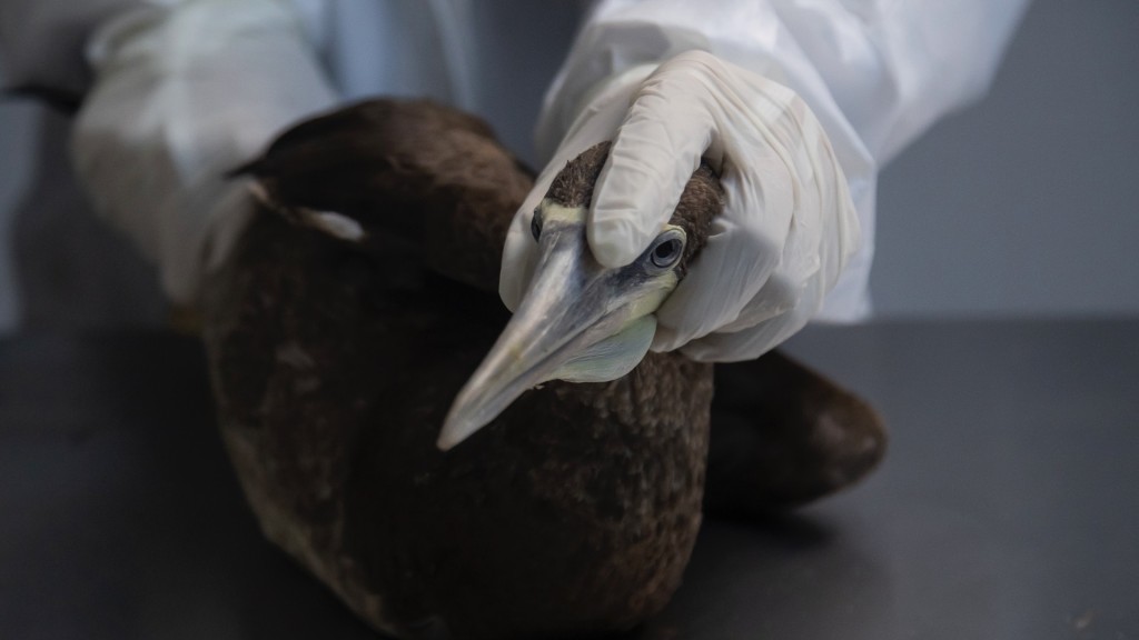 6月26日，巴西里約熱內盧的獸醫和生物學家從白腹鰹鳥身上採集血液進行禽流感調查。 美聯社
