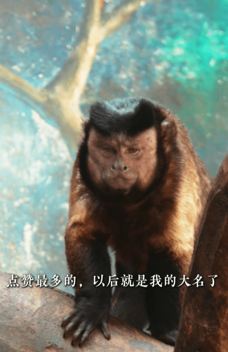 石家庄动物园“国字脸”网红萌猴正式定名“石英俊”。