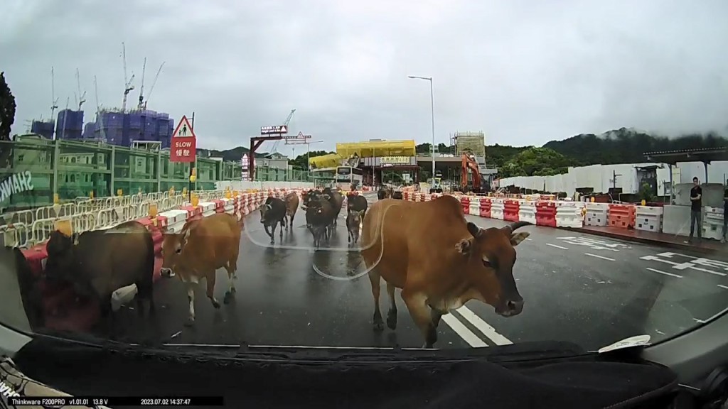 多隻牛牛如「見慣大場面」未有怯慌，繼續在馬路上奔跑。網上片段截圖