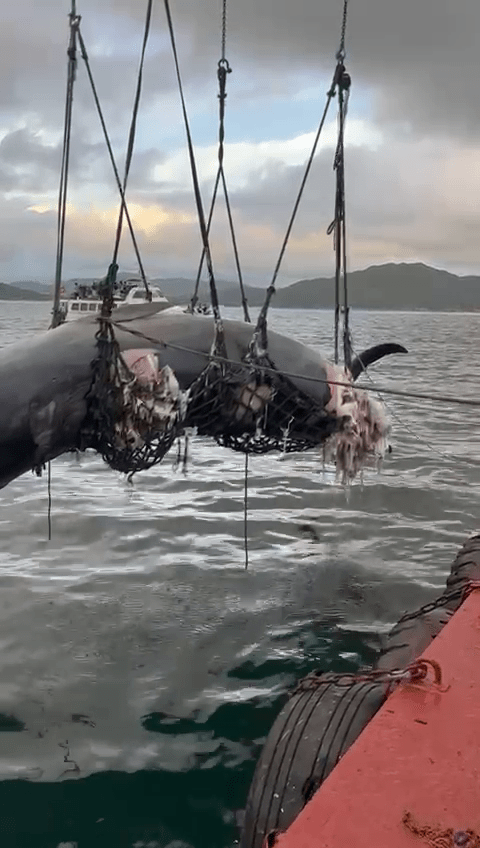 海洋公园表示，鲸鱼背部出现第三个新伤口。网上片段