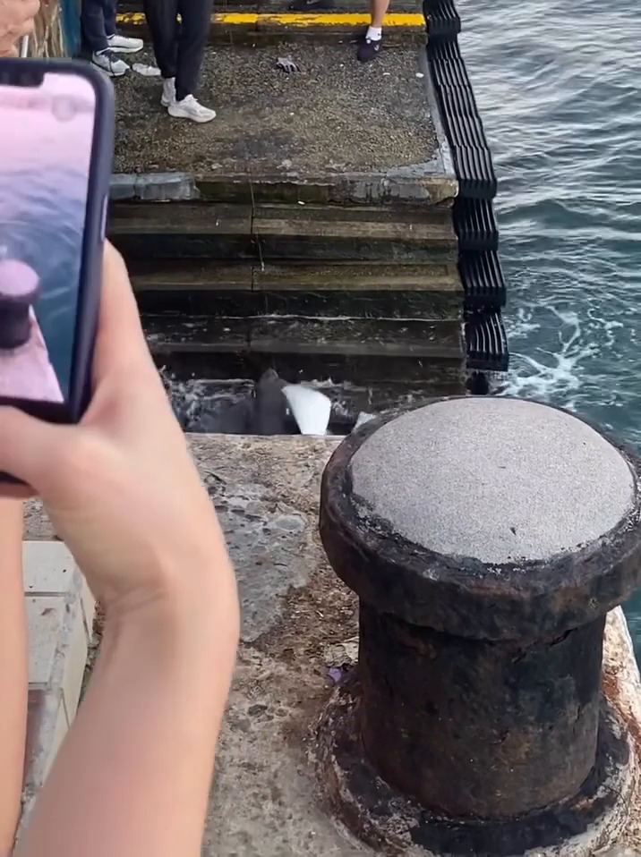 facebook截圖（資料來源：Ken Yu＠facebook筲箕灣西灣河關注組）